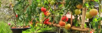 Tips For Growing Healthy Plants & Veggies