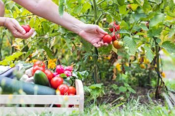 tips to garden smarter productive