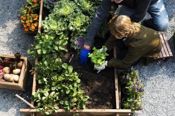 Tips to garden smarter crop rotation