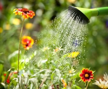 tips to garden smarter water wise