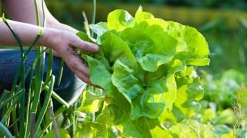 grow your own greens