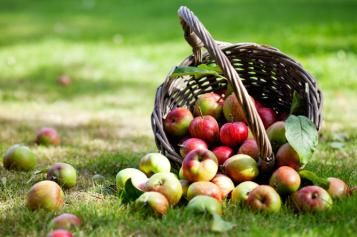 growing-fruit-trees