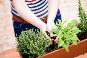 growing herbs in pots