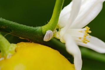 Citrus pests and diseases