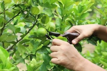 Pruning citrus trees