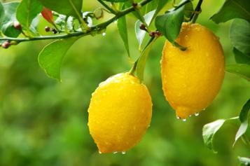 Watering citrus trees