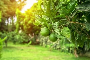 growing-maintaining-fruit-citrus