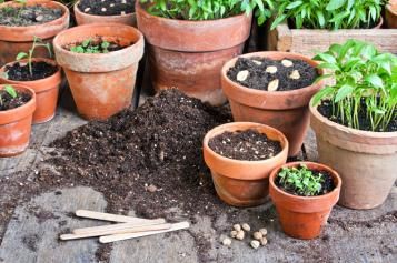 herbs and pots