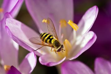 Hoverfly