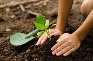 how-to-plant-container-grown-plants