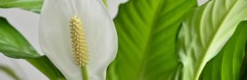 Image for Peace Lily
