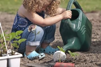 planting strawberries