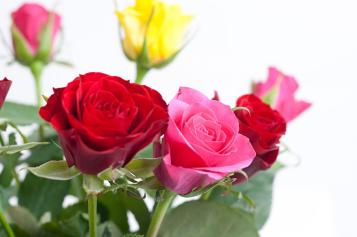 roses_flowering