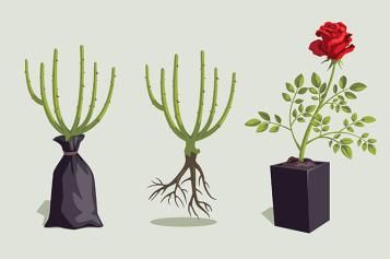 roses_growing