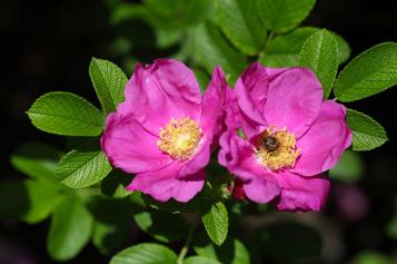 roses_pink