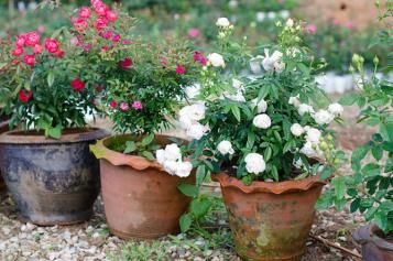roses_pot