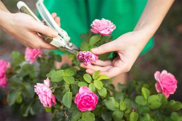 roses_pruning_2