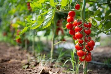 Ripe cherry tomatoes growing on the vine.