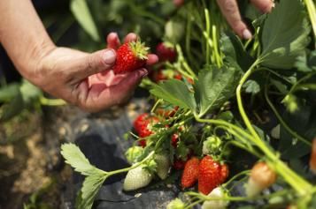 Strawberries