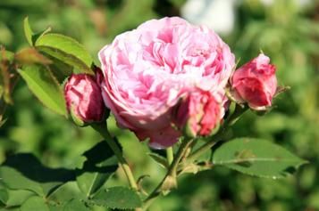 single_rose