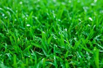 top-five-lawns-zoysia