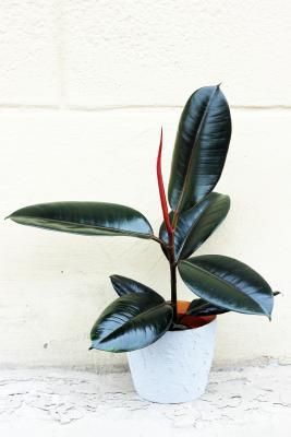 Ficus elastica of Rubberplant