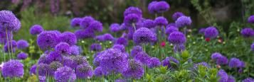 Wat is de beste tijd om bloembollen te planten?