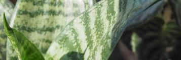 Woonplanten: Evergreens