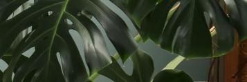 Welke plant voor welke plek?