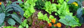 Grond voorbereiden in de moestuin - Tips en advies