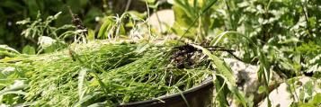 Enlever les mauvaises herbes: nos 10 astuces | Ilovemygarden
