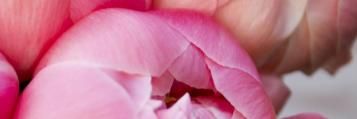 Bloem
