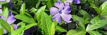 Onderhoudsarme tuin: mooi & gemakkelijk