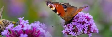 Een tuin vol vlinders