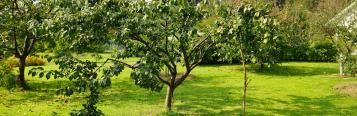 Pflaumenbäume im Garten