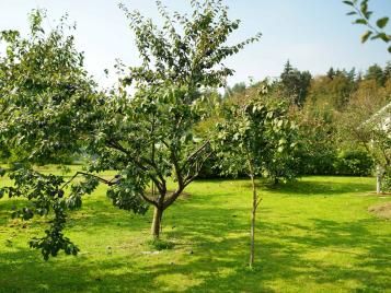 Pflaumenbäume im Garten