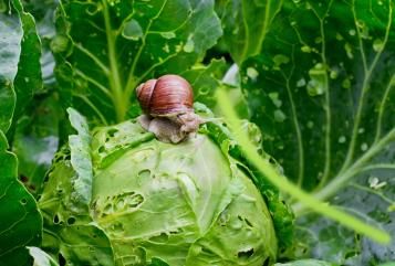 Schnecke auf Salat
