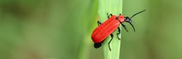 kleiner roter Käfer