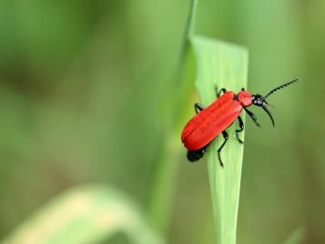 kleiner roter Käfer