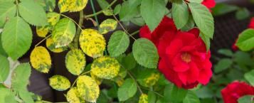 Rose mit Rost