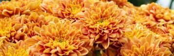 Chrysanthemen