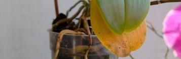 Orchideen Krankheiten