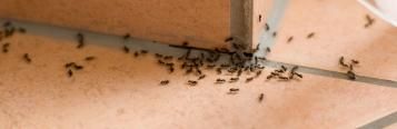 Ameisen in der Wohnung