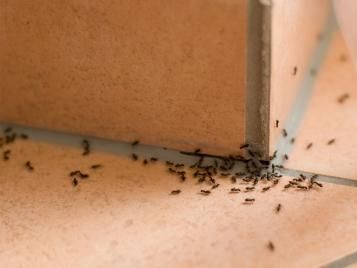 Ameisen in der Wohnung