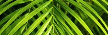 Bergpalme