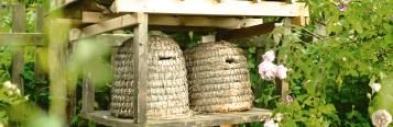 Bienen - schützen und fördern