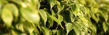 Birkenfeige - Ficus Benjamina 