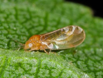 Blattsauger an Pflanze