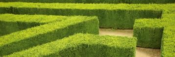 Buchsbaum - Pflege für den Gartenliebling