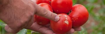 Dürrfleckenkrankheit an Tomate